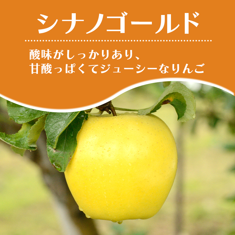 【平均糖度12度以上】4月～5月 クール便発送 家庭用 訳あり CA貯蔵 シナノゴールド 約 3kg りんご リンゴ 林檎 果物 フルーツ わけあり 青森