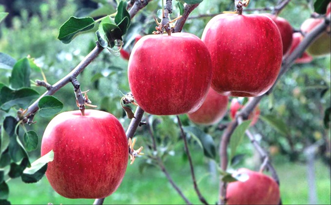 【12月発送】白熊 特選 サンふじ 絆 約3kg 糖度13度【青森りんご 果物 フルーツ 食後 デザート シャキシャキ ジューシー りんごの王様 】