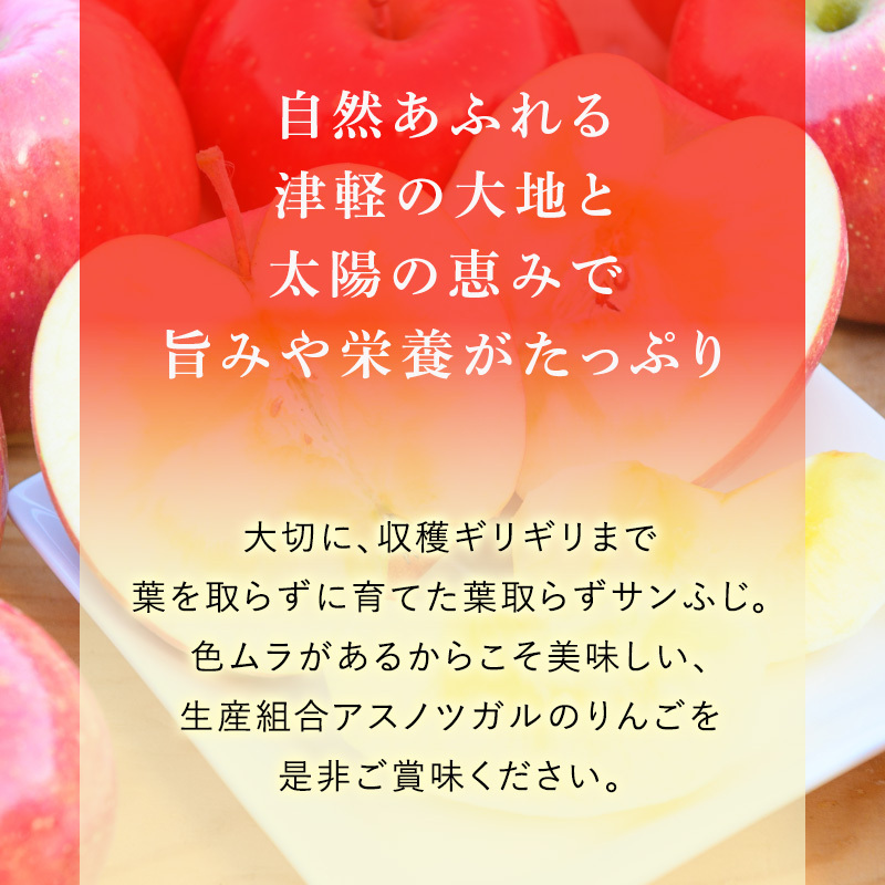 りんご 【12月・1月発送】 蜜入り 糖度13度以上  訳あり品 家庭用 葉とらず サンふじ 約 3kg 【 青森りんご 】 果物 フルーツ 産地直送 糖度測定 褐変 チェック 贈り物 年末 挨拶