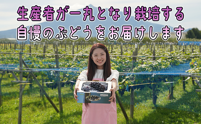 1～2月 津軽ぶどう村 スチューベン ぶどう 約 2kg 特秀 ～秀 糖度18度以上【 青森ぶどう 青森県鶴田町産 1月 2月 果物 フルーツ 高糖度 ギフト 贈答用 ポリフェノール】
