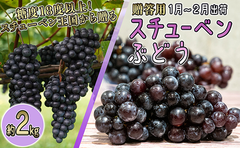 1～2月 津軽ぶどう村 スチューベン ぶどう 約 2kg 特秀 ～秀 糖度18度以上【 青森ぶどう 青森県鶴田町産 1月 2月 果物 フルーツ 高糖度 ギフト 贈答用 ポリフェノール】