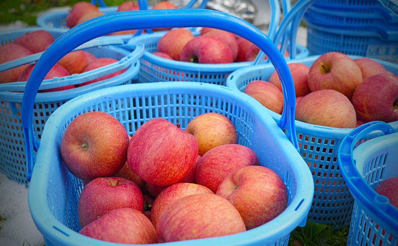 りんご 【3月クール便発送】 平均糖度13度以上 訳あり品 家庭用 サンふじ 約 5kg 【 青森りんご 】 フルーツ 果物 リンゴ 青森県 デザート ジューシー