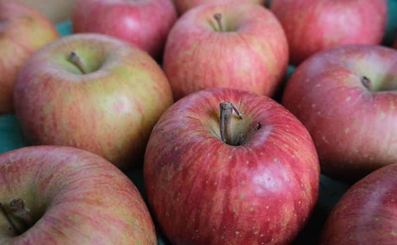 りんご 【4月クール便発送】 平均糖度13度以上 訳あり品 家庭用 CA貯蔵 サンふじ 約 5kg 【 青森りんご 】 フルーツ 果物 リンゴ 青森県 デザート ジューシー