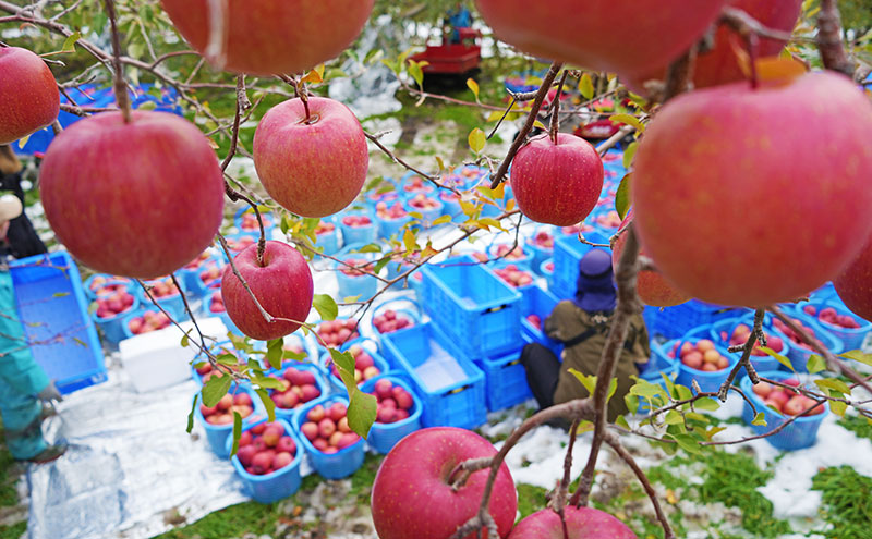 りんご 【4月クール便発送】 平均糖度13度以上 訳あり品 家庭用 CA貯蔵 サンふじ 約 5kg 【 青森りんご 】 フルーツ 果物 リンゴ 青森県 デザート ジューシー