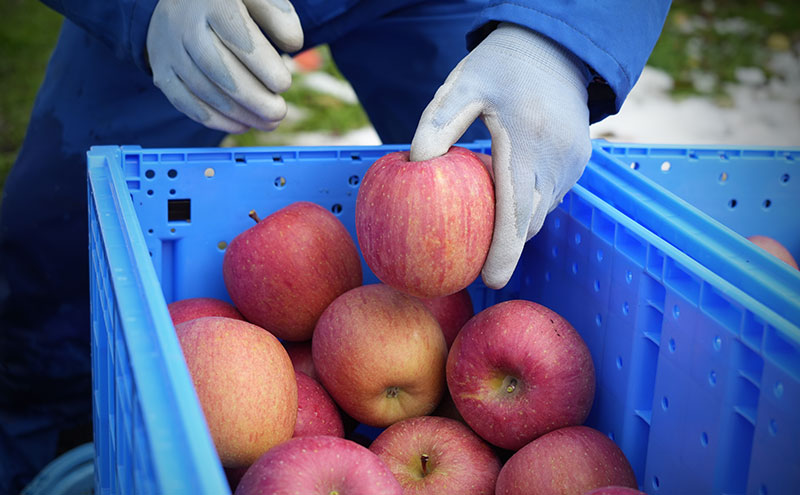 りんご 【4月クール便発送】 平均糖度13度以上 訳あり品 家庭用 CA貯蔵 サンふじ 約 5kg 【 青森りんご 】 フルーツ 果物 リンゴ 青森県 デザート ジューシー