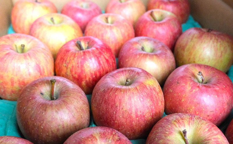 りんご 【3月クール便発送】糖度13度以上 訳あり品 家庭用 サンふじ約10kg【 青森りんご 果物 フルーツ デザート 食後 青森県産 産地直送 贈り物  】