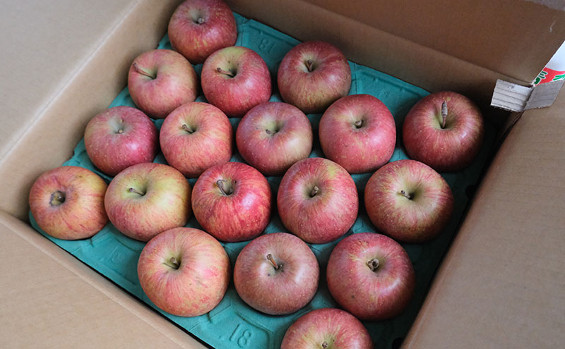 りんご 【3月クール便発送】糖度13度以上 訳あり品 家庭用 サンふじ約10kg【 青森りんご 果物 フルーツ デザート 食後 青森県産 産地直送 贈り物  】