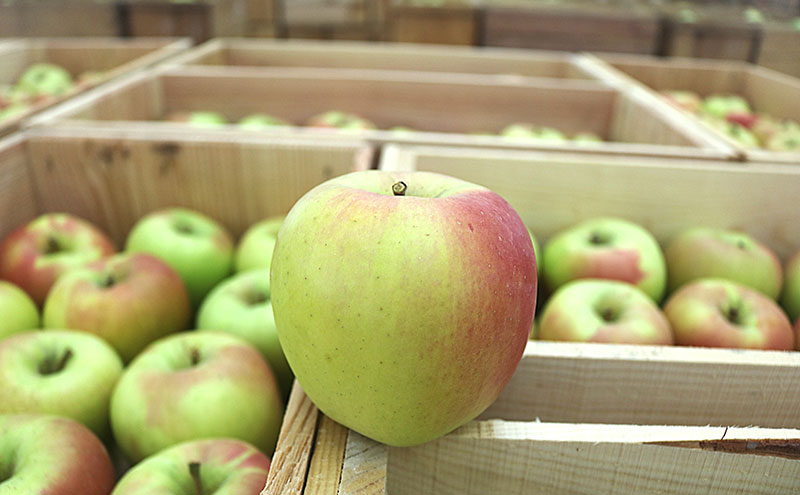 【1月発送】 りんご ぐんま名月 贈答用 約 3kg 林檎 フルーツ 果物 ギフト 青森県 鶴田町