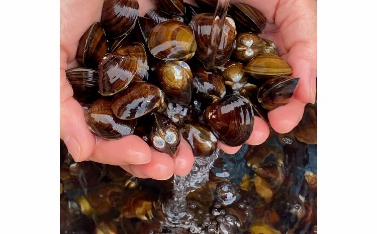 ＜東北町小川原湖産＞特大調理しじみ　150g×40パック　【02408-0003】