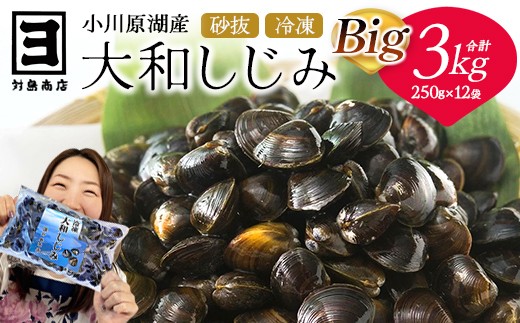 砂抜き済みで手間いらず！冷凍・小川原湖産大和しじみ BIG3kg（250g×12袋）　【02408-0075】