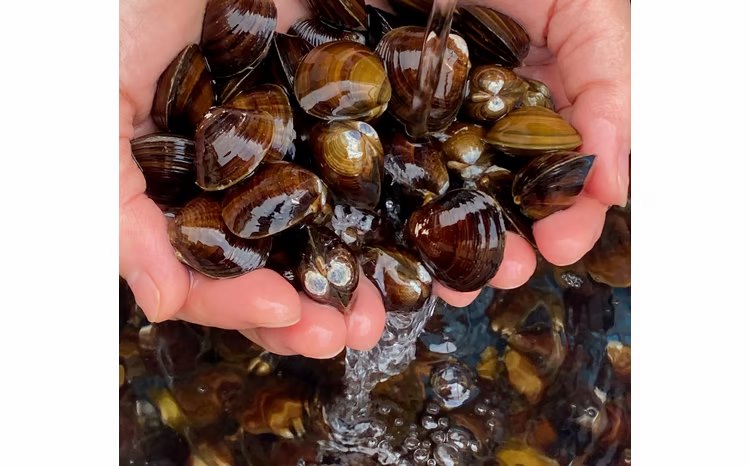 調çããã¿ãšããããäœç
®ã®ã»ãããã02408-0008ã