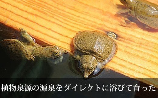 モール温泉「兜（かぶと）すっぽん」鍋　醤油・生姜味1セット（すっぽん肉入りスープ1）　【02408-0020】