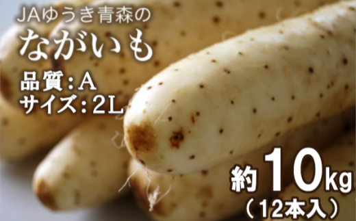 青森県特産ながいも　A2L（12本入）約10kg　【02408-0038】