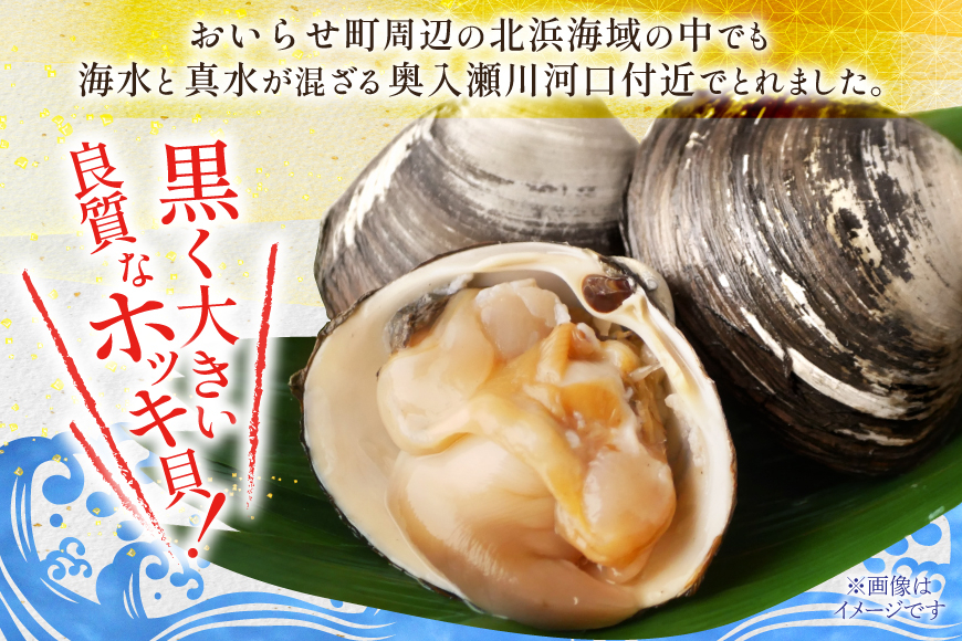 【期間限定発送】【3月発送】 ホッキ貝 5kg [百石町漁業協同組合 青森県 おいらせ町 oi02ayo550004] ほっき貝 ブランド 奥入瀬 北寄貝 ホッキ ほっき
