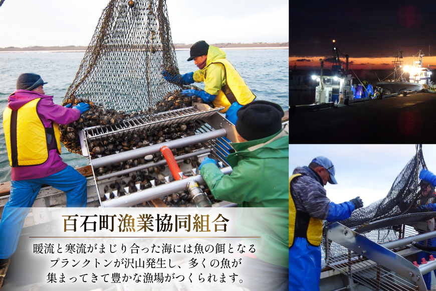 【期間限定発送】【2月発送】 ホッキ貝 5kg [百石町漁業協同組合 青森県 おいらせ町 oi02ayo550003] ほっき貝 ブランド 奥入瀬 北寄貝 ホッキ ほっき