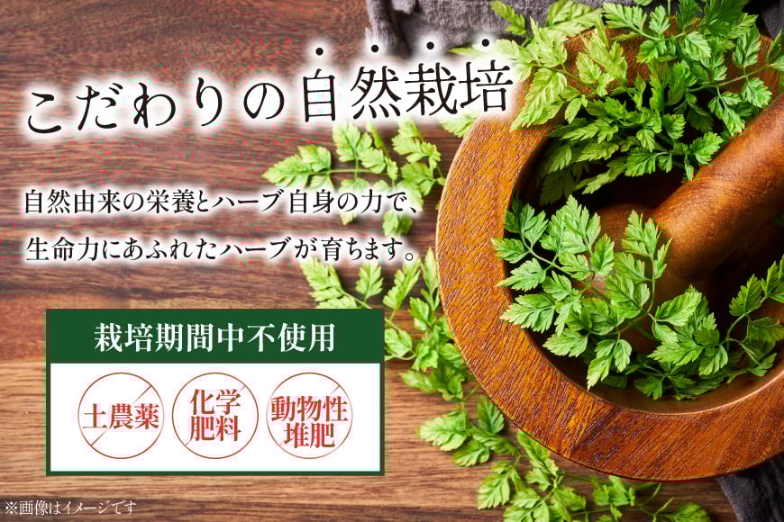 ハーブティー ティーバッグ ハーブティー 5種 飲み比べ セット [CONSE 青森県 おいらせ町 oi02ayo640002] ティーパック 詰め合わせ ティー セット お茶 茶 ハーブティー アップルティー シナモン バジル カモミール レモン