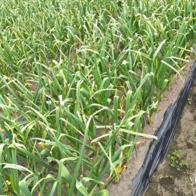 五戸町産贈答用にんにく1kg【配送不可地域：離島・沖縄県】【1415922】