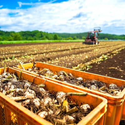 幻の旬!青森ごのへ町産　掘りたて土付き「生」にんにく　Lサイズ以上　約1.5kg【配送不可地域：離島・沖縄県】【1599840】