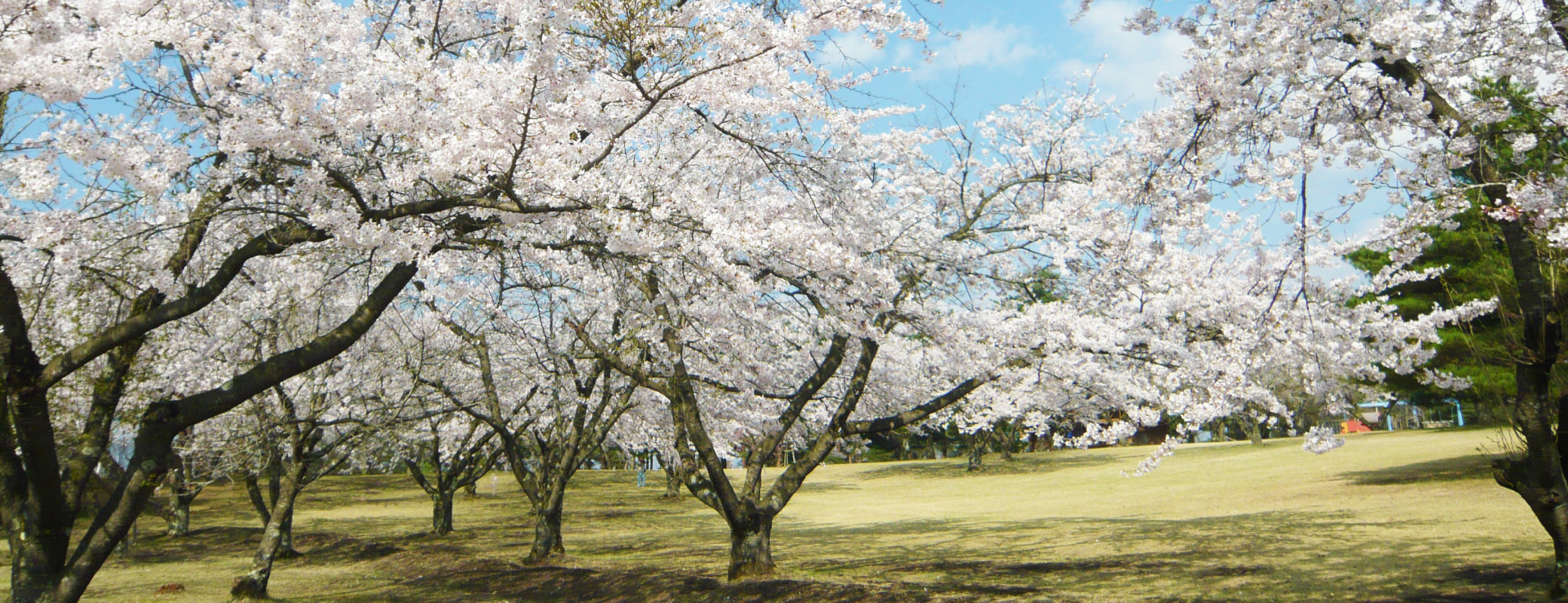 青森県五戸町