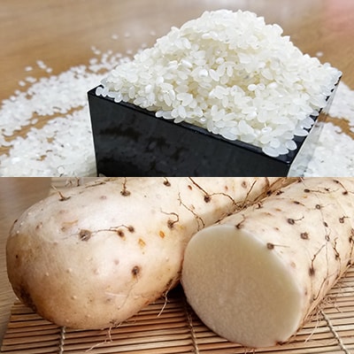 【五戸町特産セット】令和6年産　精米まっしぐら10kgと長芋3kgのセット【配送不可地域：離島・沖縄県】【1017944】