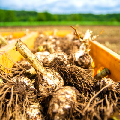 【先行受付:2026年7月より発送】青森ごのへ町産にんにく　家庭用土付き　Lサイズ以上　約4.5kg【配送不可地域：離島・沖縄県】【1599842】