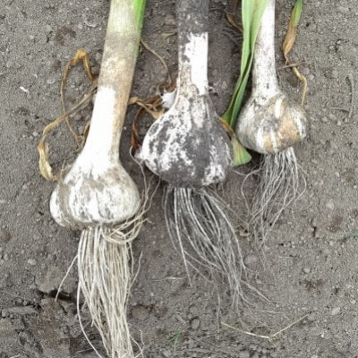 五戸町産贈答用にんにく1kg【配送不可地域：離島・沖縄県】【1415922】