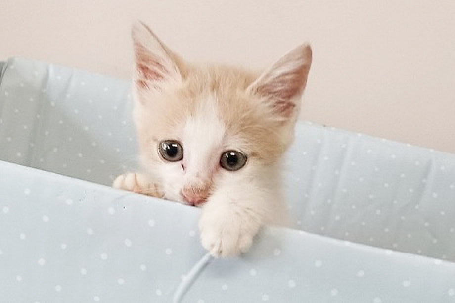 4.動物愛護・適正飼養の普及啓発
