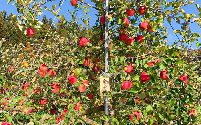 先行予約《定期便》佐々木果樹園 乙部角屋 りんごの樹(サンふじ)1本のオーナー(収穫したりんご約15kgを2回発送)