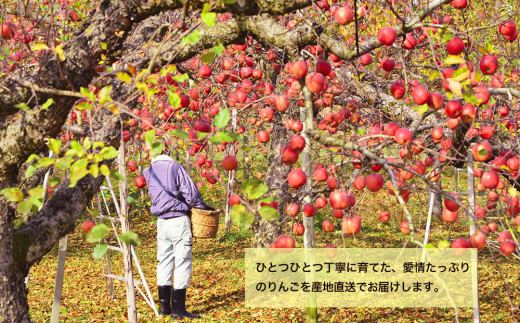 先行予約《2024年10月中旬～発送》藤原農園のりんご『シナノスイート』5kg 14玉～20玉
