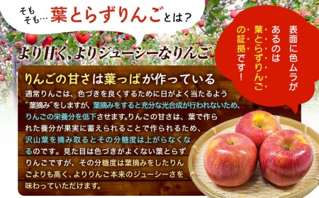 りんご さとう農園の葉とらずリンゴ サンふじ 5kg 葉とらず 家庭用 フルーツ 果物 おやつ 冬 旬 旬のフルーツ 旬の果物 お取り寄せ 取り寄せ 蜜 蜜入り 産地直送 岩手 盛岡 盛岡市 予約 2024 2024年 2025