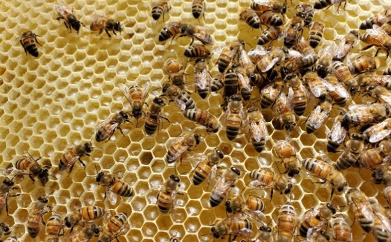 盛岡市 大西養蜂場 無添加・無加工 はちみつ《夏の百花（やぶからし）》600g