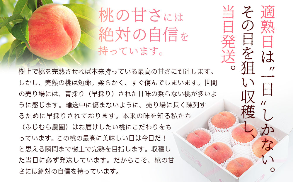 盛岡 ふじむら農園の特撰白桃 1.2kg 約4～6玉 