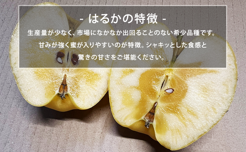 【12月発送】盛岡　北田りんご園　はるか　3kg（8～12個）