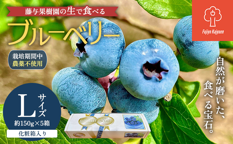 ブルーベリー Lサイズ 150g×5パック 生ブルーベリー 大粒 栽培期間中 無農薬 無農薬ブルーベリー 国産ブルーベリー 国産 大粒ブルーベリー 大粒 フルーツ 果物 旬のフルーツ 季節の果物 岩手 岩手県 盛岡市