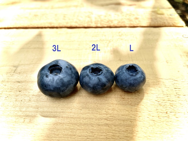 森の宝石箱 生で食べる無農薬（栽培期間中）ブルーベリー 約150g×5パック Lサイズ