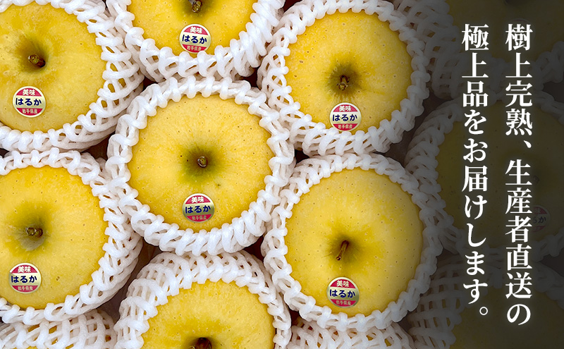 りんご 岩手 樹上完熟 はるか 約 5kg 14～16玉 希少 極上品 フルーツ 果物 おやつ 冬 旬 旬のフルーツ 旬の果物 お取り寄せ 取り寄せ 産地直送 生産者直送 岩手県 盛岡 盛岡市 予約 2025 2025年 年内発送