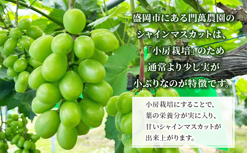 【先行予約】9月中旬発送 小房作り 家庭用 盛岡 シャインマスカット 約800g　約2～3房