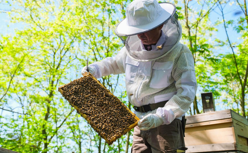 盛岡産はちみつ【スティックハニー りんご 2.5g×11本】5個 セット 国産 非加熱  ハチミツ 蜂蜜