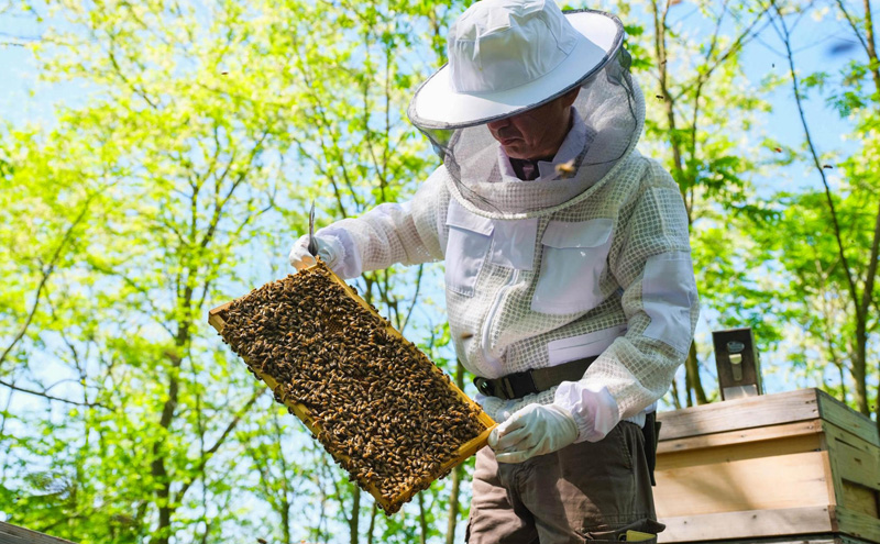 盛岡産はちみつ【使いやすい 300g ボトル りんご】 国産 非加熱  ハチミツ 蜂蜜