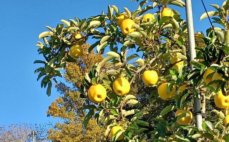 先行予約≪2025 年11月下旬～発送≫盛岡ブランド認証『シナノゴールド』約5kg(家庭用)16～18玉 果物類 林檎 盛岡りんご りんご リンゴ 