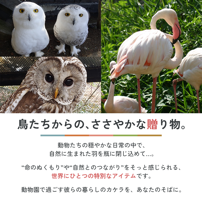 ZOOMO 鳥の羽飾り 盛岡市動物公園 ZOOMO オリジナル インテリア オリジナルグッズ グッズ 置物 おしゃれ かわいい 飾り 瓶飾り 雑貨 小物雑貨 動物園 動物愛護 支援 岩手 岩手県 盛岡市