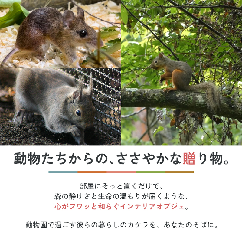 リスやノネズミのクルミ詰め合わせ 盛岡市動物公園 ZOOMO オリジナル クルミ くるみの殻 インテリア オリジナルグッズ グッズ 置物 おしゃれ かわいい 飾り 瓶飾り 雑貨 小物雑貨 動物園 動物愛護 支援 岩手 岩手県 盛岡市