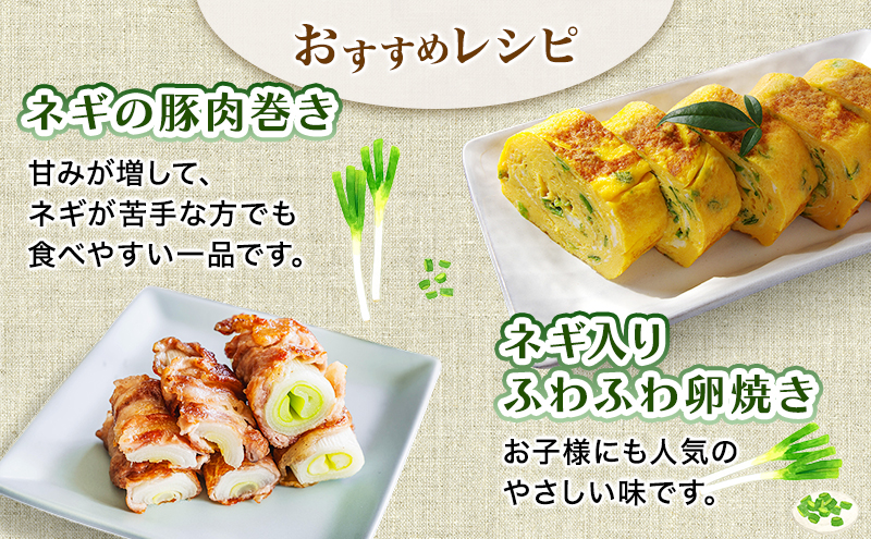 岩手県盛岡市産長ネギ 1kg ねぎ 新鮮 野菜 長ネギ 白ネギ 長ねぎ 白ねぎ 葱 国産 甘い 美味しい おいしい 鍋