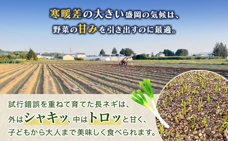 岩手県盛岡市産土付き長ネギ 3kg ねぎ 新鮮 野菜 長ネギ 白ネギ 長ねぎ 白ねぎ 葱 土付き 国産 甘い 美味しい おいしい 鍋