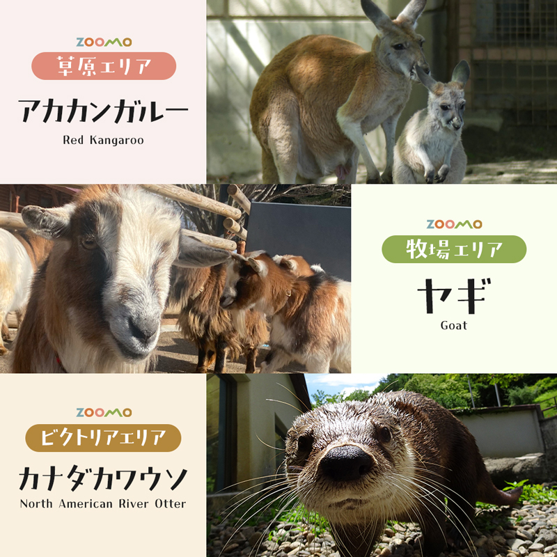 盛岡市動物公園ZOOMO入園チケット（小中学生20枚セット）