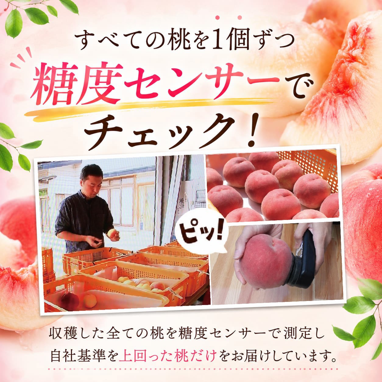 【8月下旬発送】 桃 川中島白桃 特撰 約2.0㎏ 先行予約 盛岡市産 白桃 完熟 もも モモ 果物 くだもの フルーツ 旬 産地直送 農家直送 デザート おやつ 自宅用 詰め合わせ 贈答 ギフト 朝採り 新鮮 甘い 人気 ジューシー ピーチ 夏 2026年 特産品 岩手県 盛岡市 東北 岩手 盛岡 ふじむら農園 fujimura004