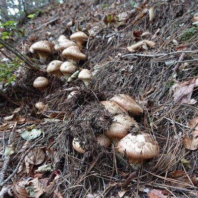 岩手県宮古市産【松茸】訳あり品500g【配送不可地域：離島・沖縄県・九州】【1439111】