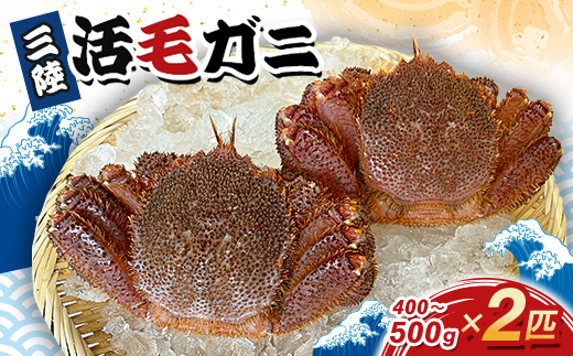 三陸活毛ガニ400g〜500g×2匹【配送不可地域：離島・沖縄県・九州】【1592859】