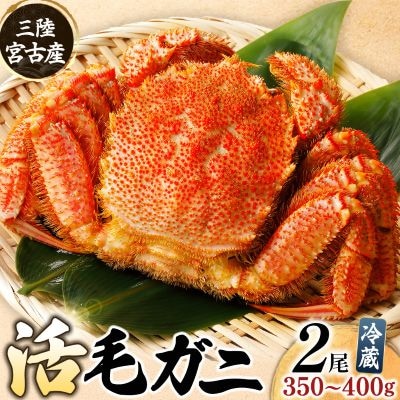 三陸宮古産　活毛ガニ　350g〜400g×2杯【配送不可地域：離島・沖縄県・九州】【1711359】
