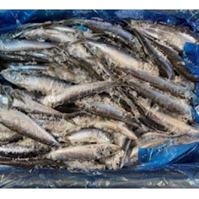 冷凍真いわし 10kg【配送不可地域：離島】【1711015】